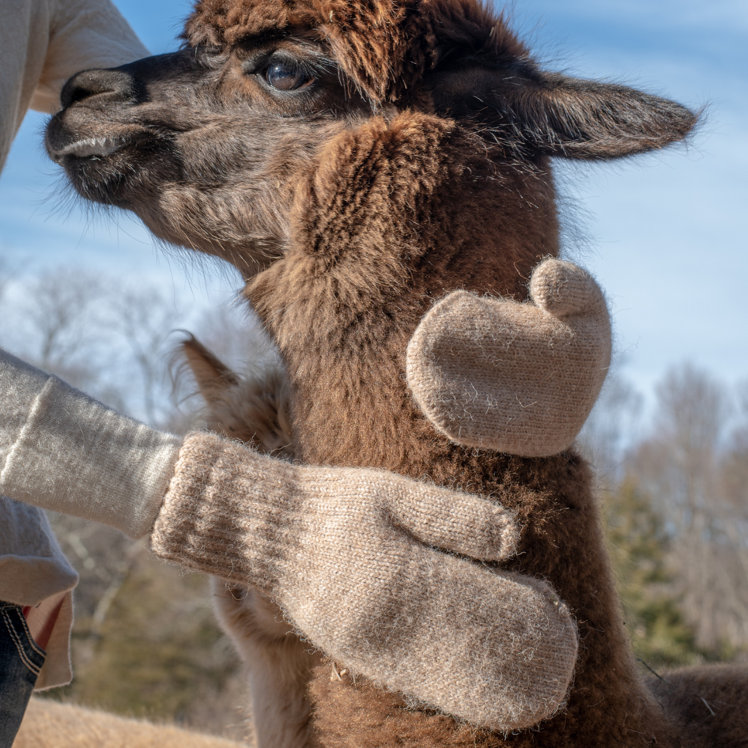 Alpaca Boucle  Mittens